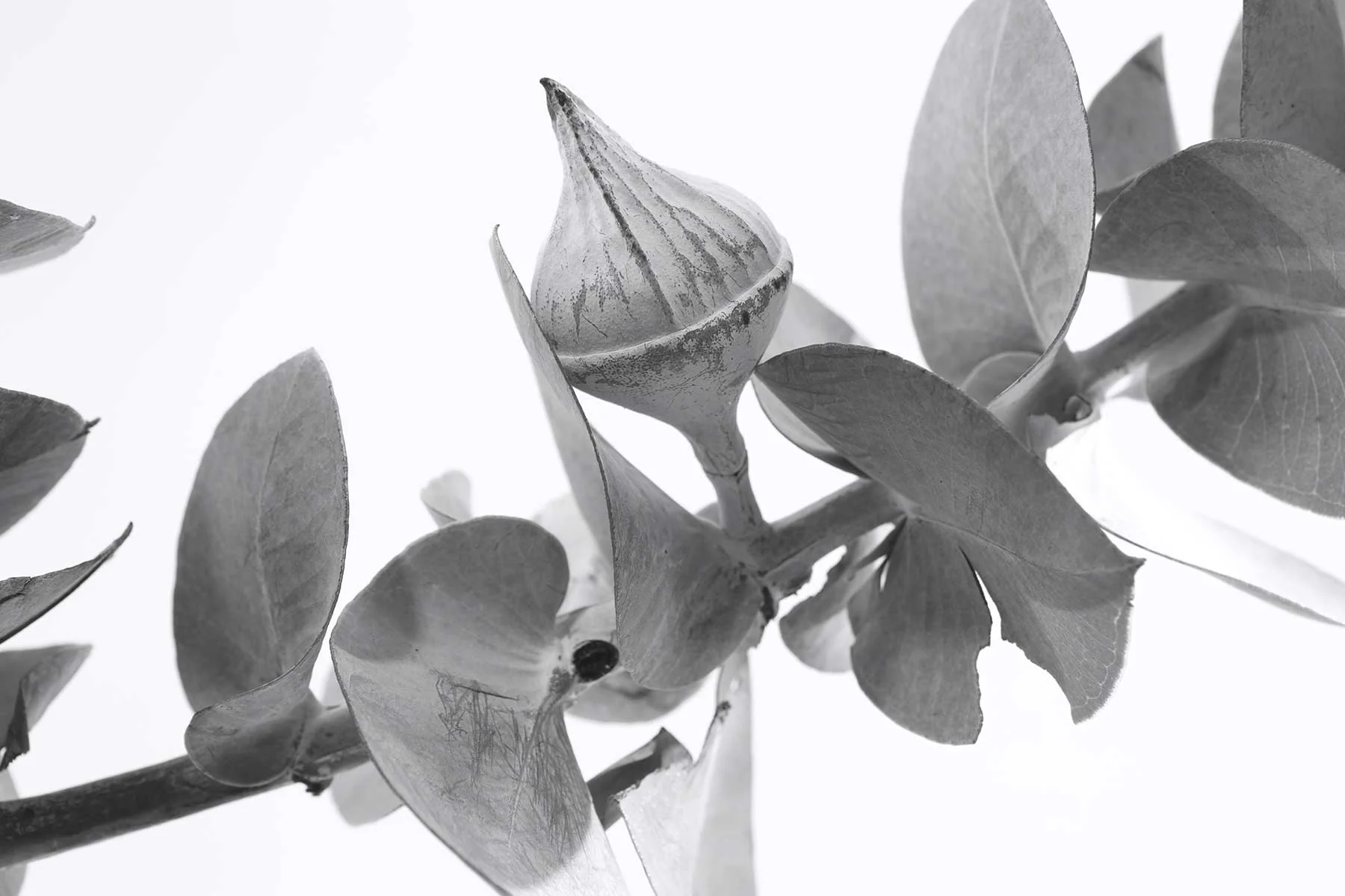 Botanical Vitality for Your Skin